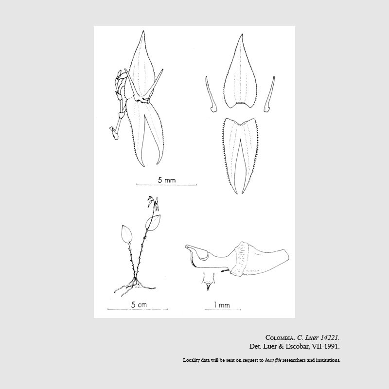 Lepanthes abortiva